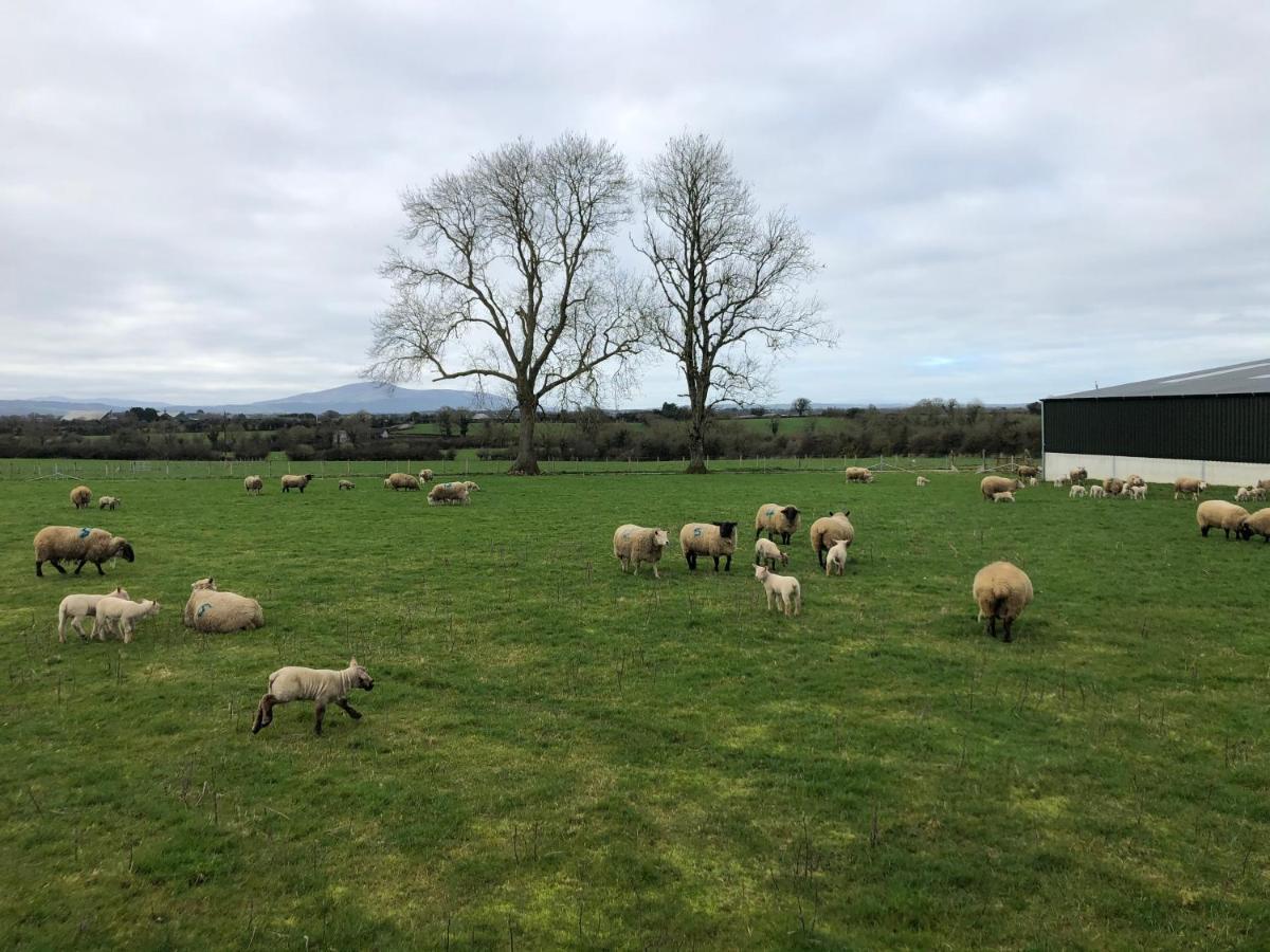 Knockreagh Farm Cottages, Callan, キルケニー エクステリア 写真